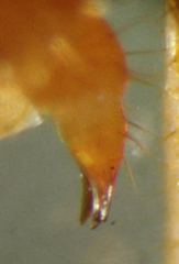 Bothropolys permundus