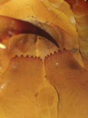 Bothropolys permundus