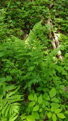 Dryopteris × triploidea