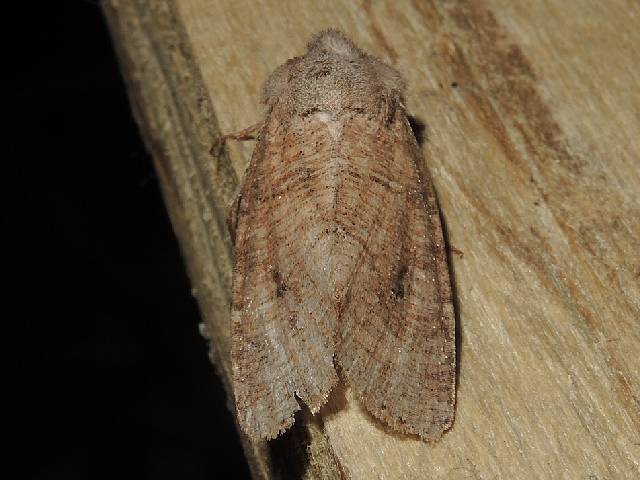 Normal Quaker Norman's Quaker in May 2022 by privatenoaccess · iNaturalist