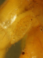 Bothropolys permundus