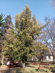 Podocarpus neriifolius