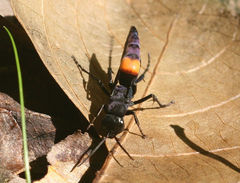 Psorthaspis brimleyi