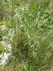 Buglossoides tenuiflora