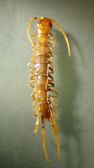 Bothropolys permundus