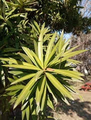 Podocarpus neriifolius