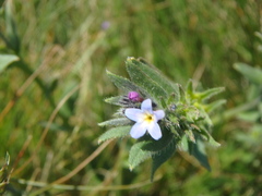 Buglossoides tenuiflora