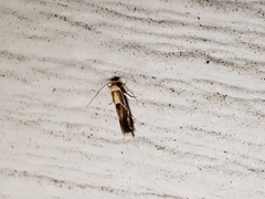 Scythris trivinctella