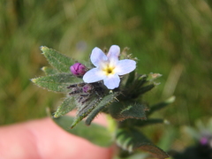 Buglossoides tenuiflora