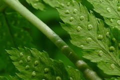 Dryopteris × triploidea