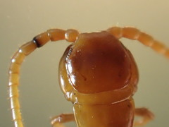 Bothropolys permundus