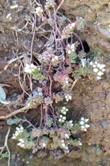 Sedum anglicum