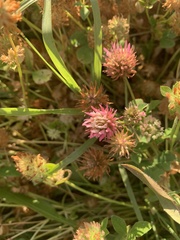 Trifolium vesiculosum