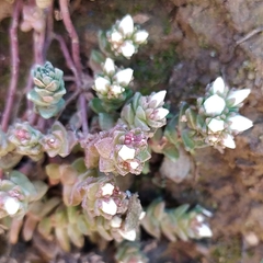 Sedum anglicum