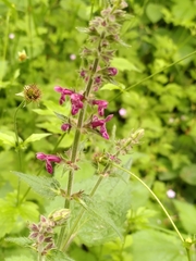 Stachys sylvatica