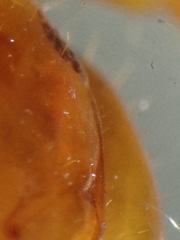 Bothropolys permundus