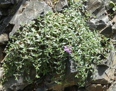 Thymus gobicus