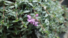Thymus gobicus