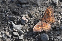 Leptostales rubromarginaria