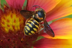 Dianthidium curvatum