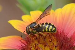 Dianthidium curvatum