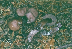 Cortinarius cacaocolor