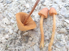 Conocybe pulchella