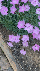 Dianthus plumarius