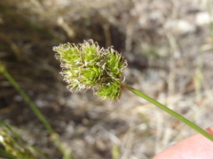 Carex subfusca