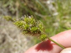 Carex subfusca
