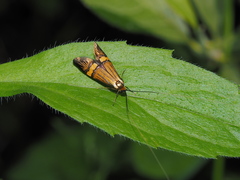Nemophora degeerella