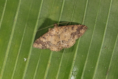 Ostha concinna