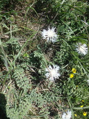 Psephellus declinatus