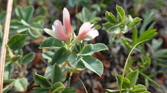 Trifolium eximium