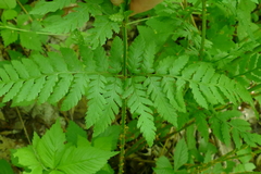 Dryopteris × triploidea
