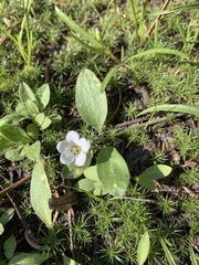 Hesperochiron pumilus