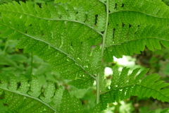 Dryopteris × triploidea