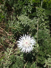 Psephellus declinatus