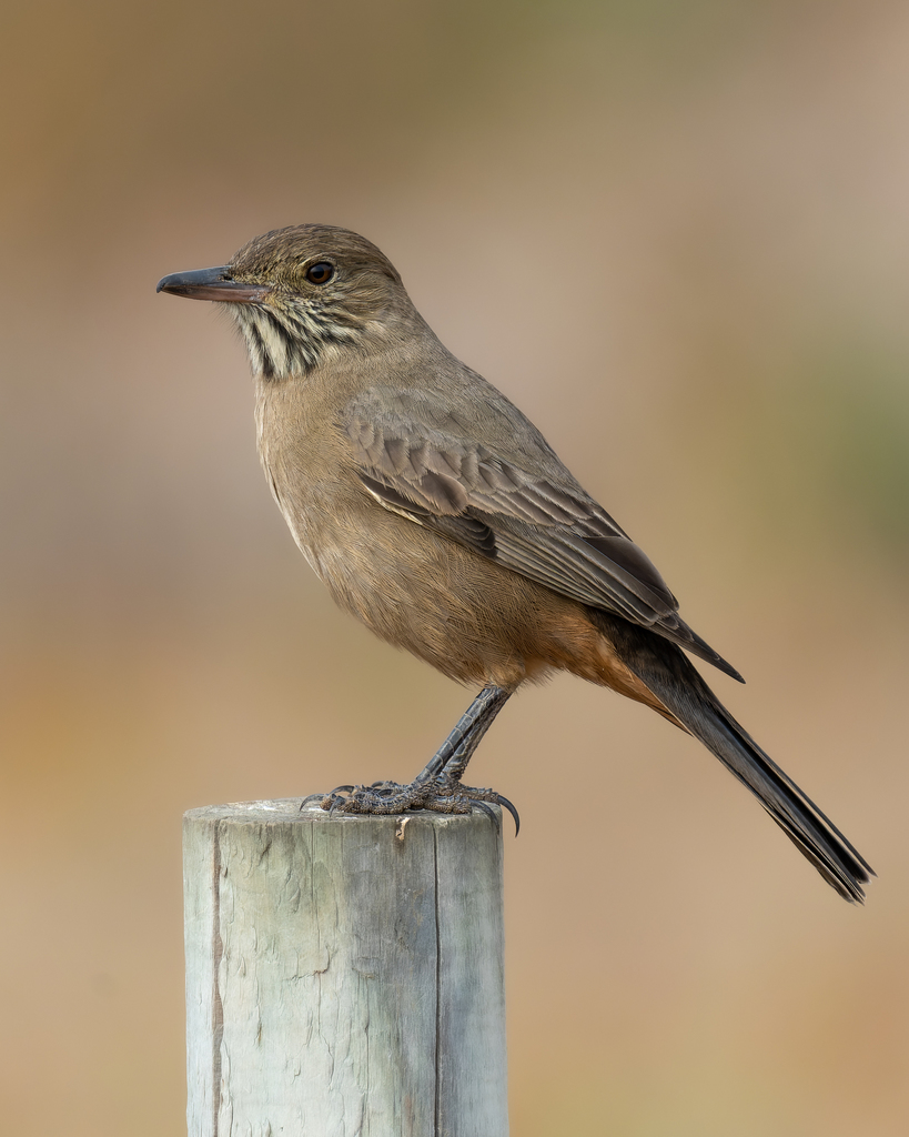 Great Shrike-Tyrant photo