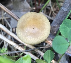 Agrocybe acericola