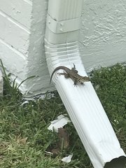 Leiocephalus carinatus