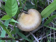 Agrocybe acericola