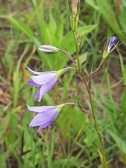 Campanula patula