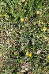 Anthyllis vulneraria