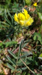 Anthyllis vulneraria