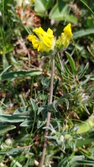 Anthyllis vulneraria
