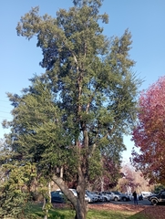 Quillaja saponaria