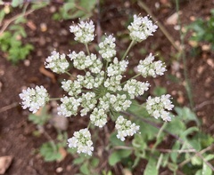 Selinum carvifolia