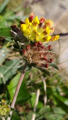 Anthyllis vulneraria
