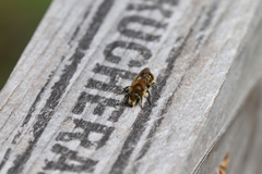 Osmia caerulescens